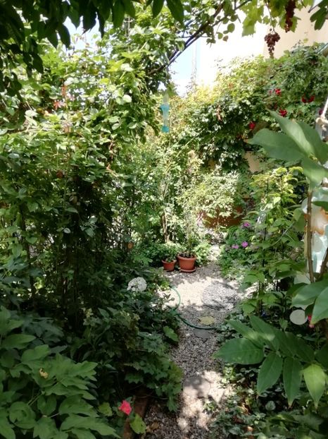 Vara, sfârșit de iulie - Gradina 2019