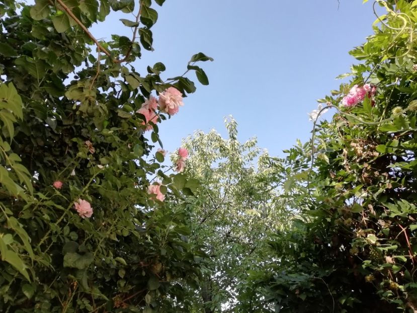  - Gradina 2019