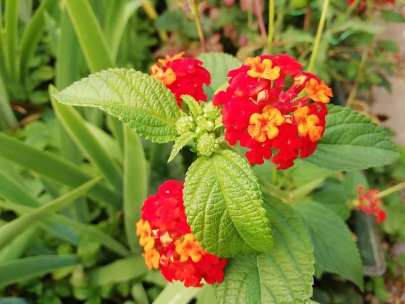  - Gradina 2019