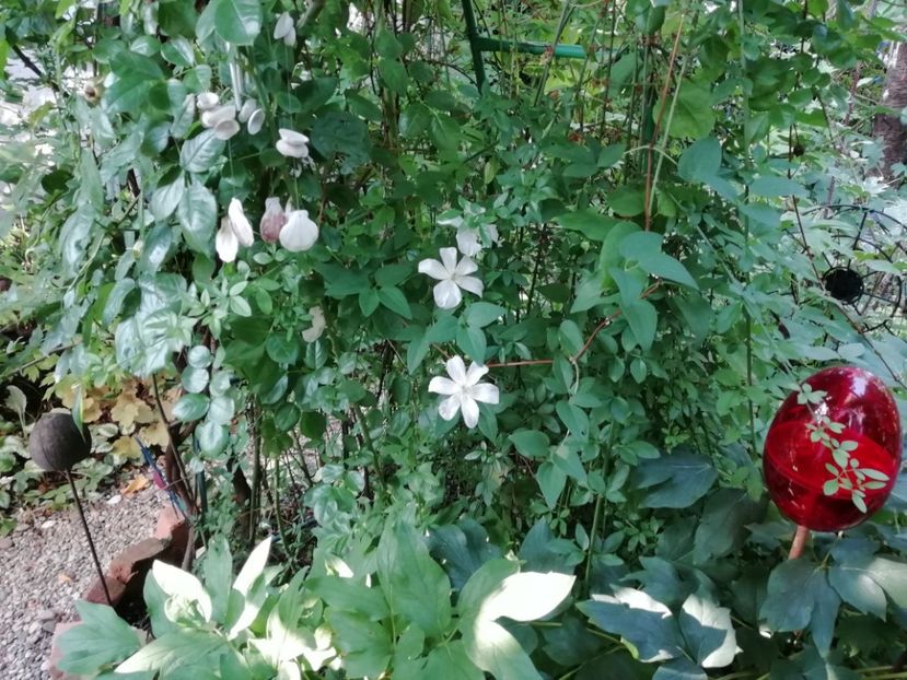  - Gradina 2019