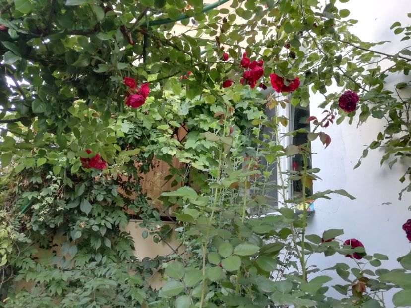  - Gradina 2019