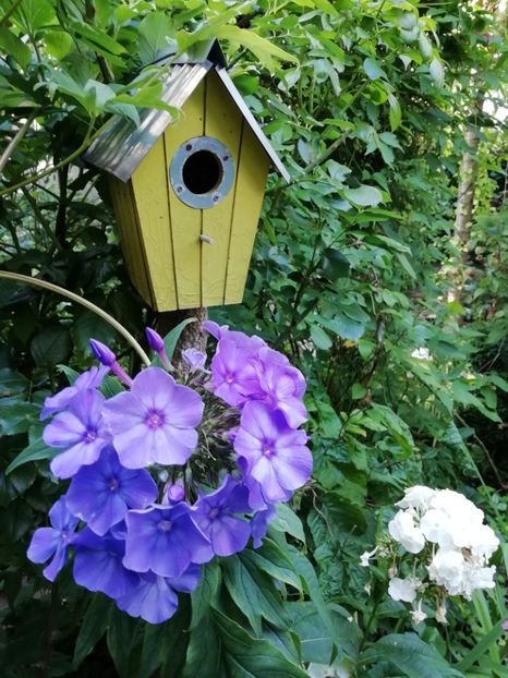  - Gradina 2019