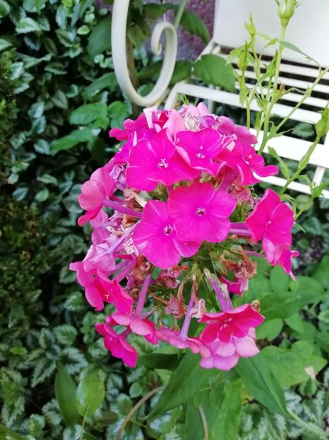  - Gradina 2019