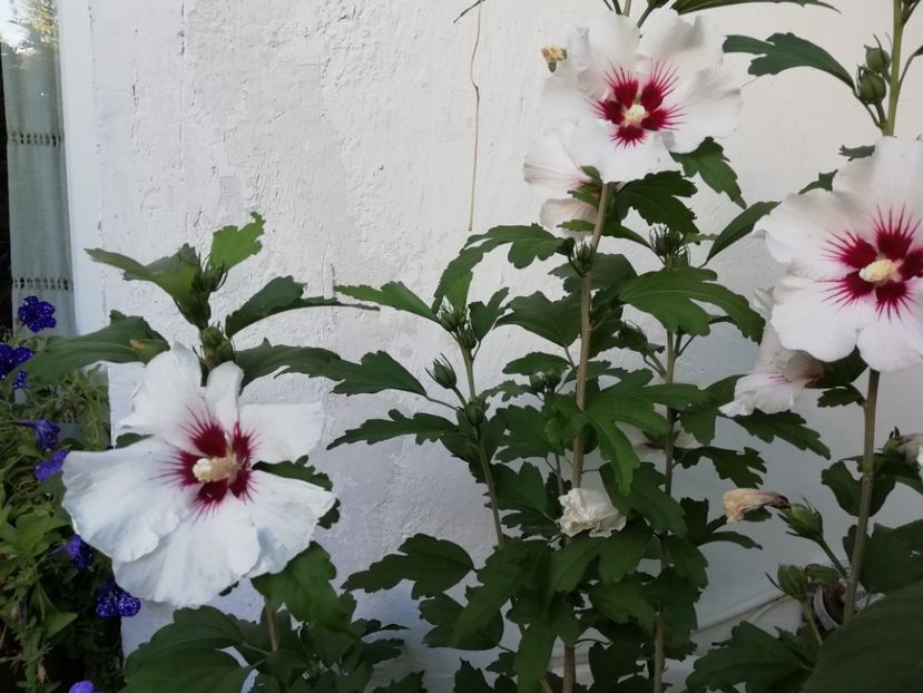 Red Heart - Gradina 2019