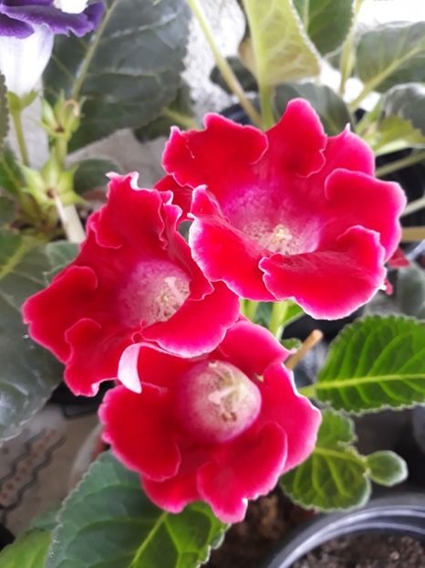  - Gloxinia 2019