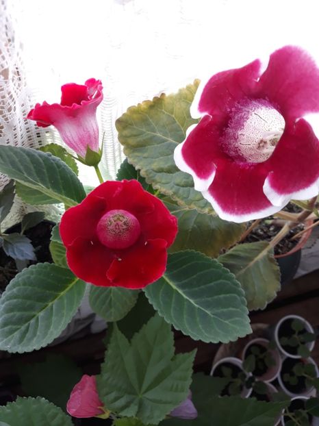  - Gloxinia 2019