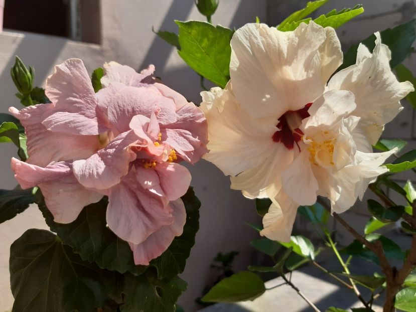  - Hibiscus 2019