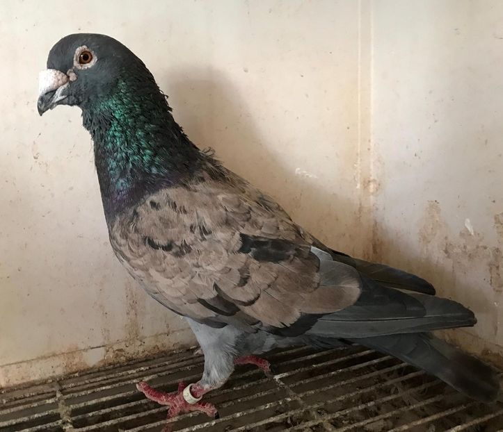 IMG-20190723-WA0016 - VOIAJOR DE FRUMUSETE SAU STIL VECHI