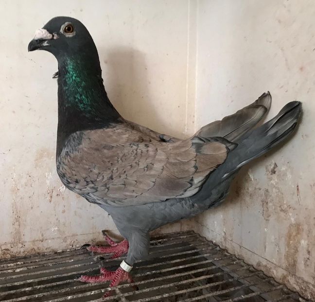 IMG-20190723-WA0014 - VOIAJOR DE FRUMUSETE SAU STIL VECHI