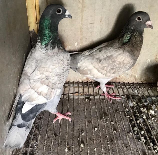 IMG-20190727-WA0003 - VOIAJOR DE FRUMUSETE SAU STIL VECHI