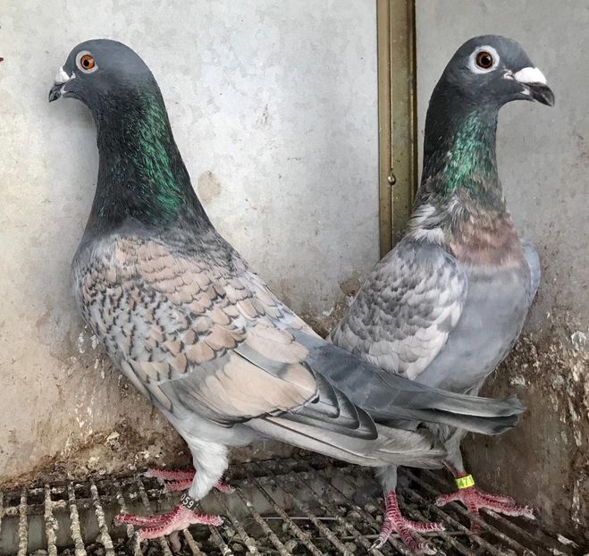 IMG-20190727-WA0004 - VOIAJOR DE FRUMUSETE SAU STIL VECHI