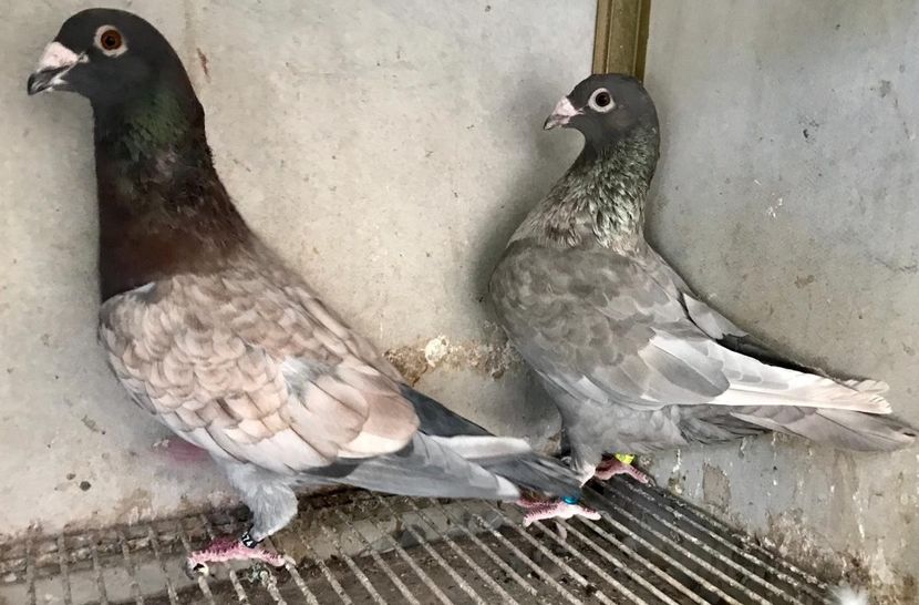 IMG-20190727-WA0007 - VOIAJOR DE FRUMUSETE SAU STIL VECHI