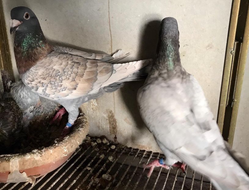 IMG-20190727-WA0006 - VOIAJOR DE FRUMUSETE SAU STIL VECHI