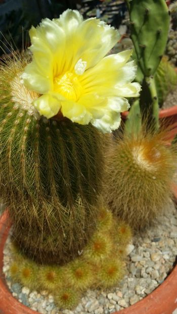  - cactusi 2019