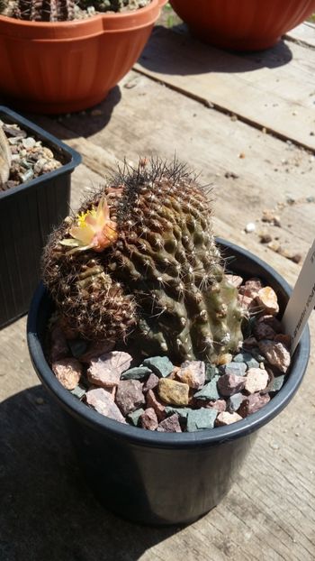  - cactusi 2019