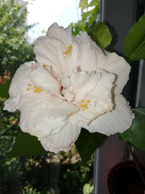 27 iulie 2019 - Hibiscus