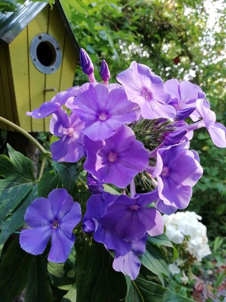 2019 iulie, Blue Paradise - Phlox