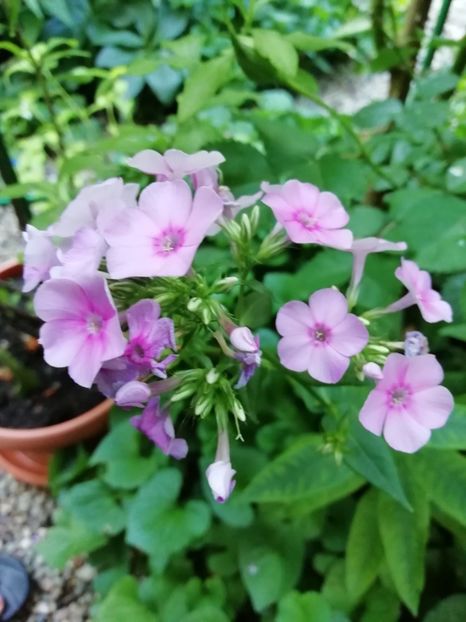  - Phlox