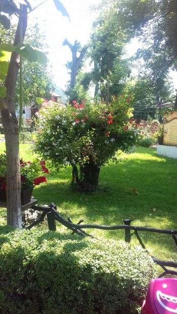  - Piatra Neamț