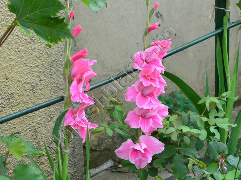 Gladiole 4 - Flori gradina