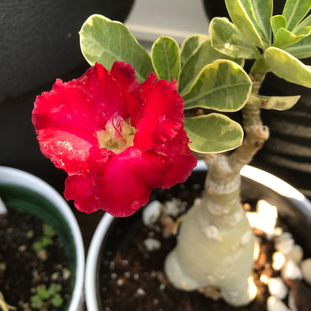  - Jurnalul gradinii 2019