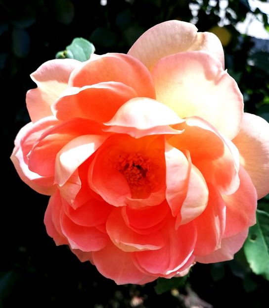  - Lady of Shallot