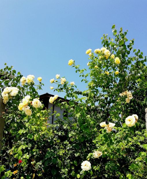  - Cyrano de Bergerac