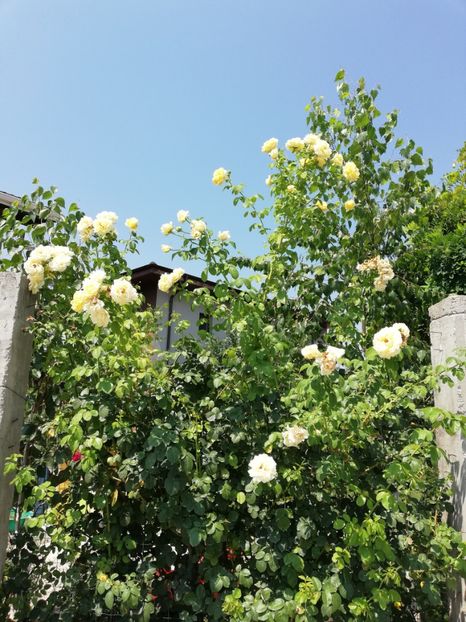  - Cyrano de Bergerac