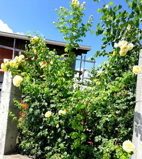  - Cyrano de Bergerac