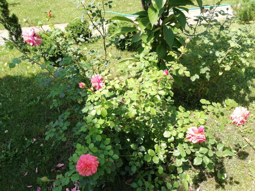  - Christopher Marlowe