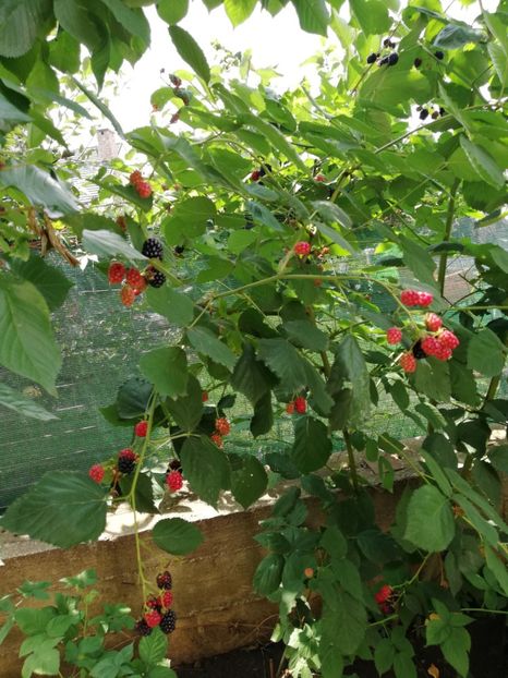  - Gradinuta cu de toate