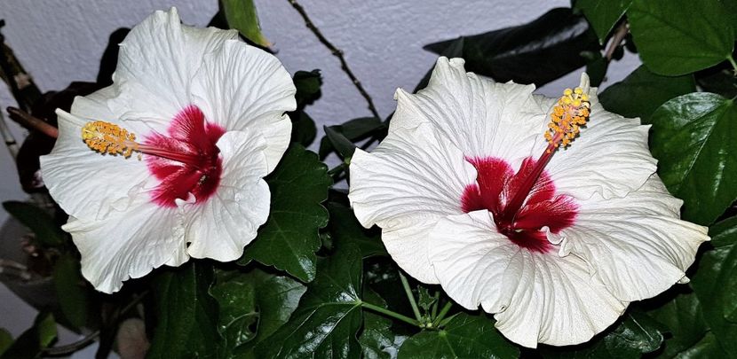  - Hibiscusi