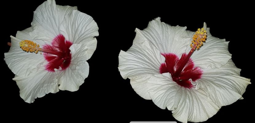  - Hibiscusi