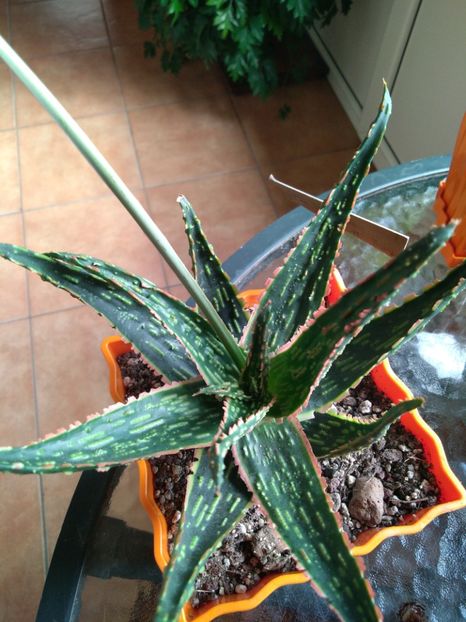  - Aloe