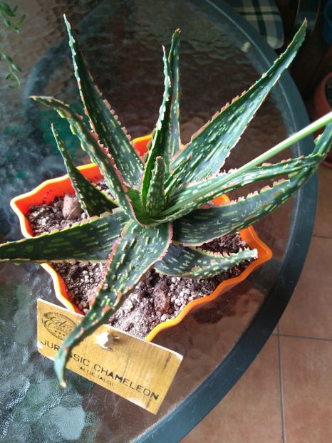  - Aloe