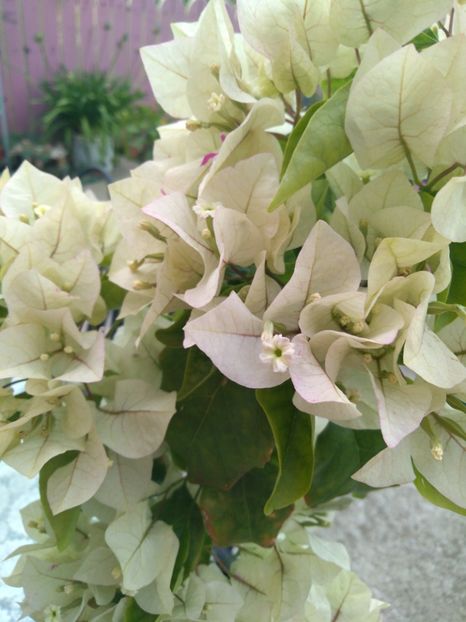  - Bougainvillea