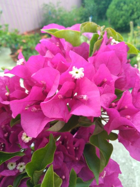  - Bougainvillea