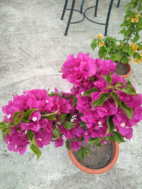  - Bougainvillea