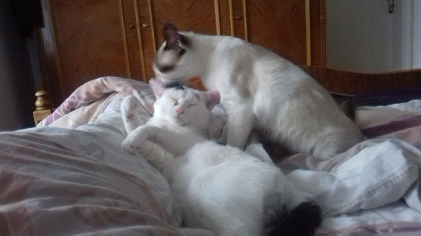 ... până au venit nebunii - Animalutze