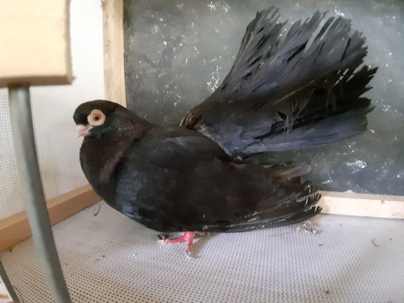 Am vrut să renunț. - Negri trenati de Bucuresti