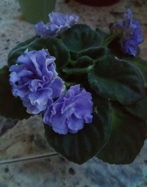20190727_210445-1 - Violete 2019