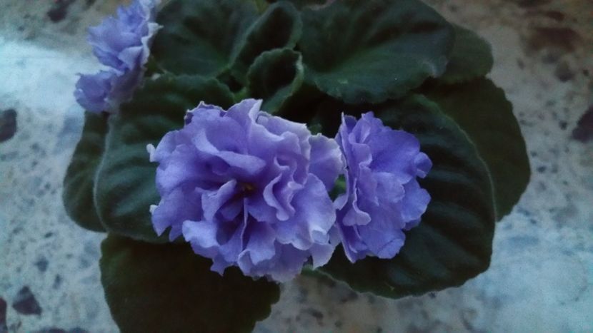  - Violete 2019