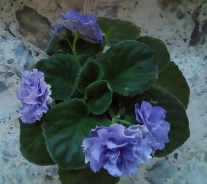 20190727_210153-1 - Violete 2019