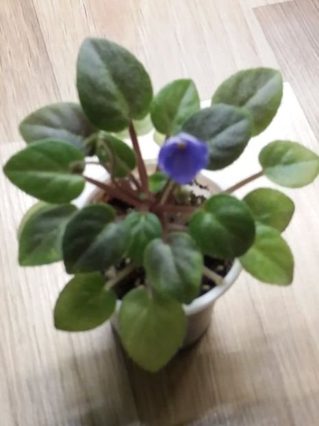  - ZZZTiny Wood Trail