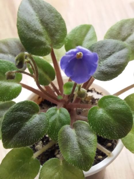  - ZZZTiny Wood Trail