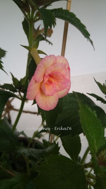 2019 - Lemon Orchard