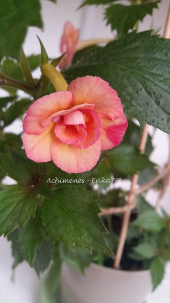 2019 - Lemon Orchard