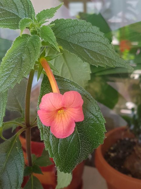 Sweet and Sour - Achimenes 2019