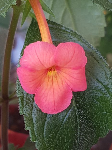 Sweet and Sour - Achimenes 2019