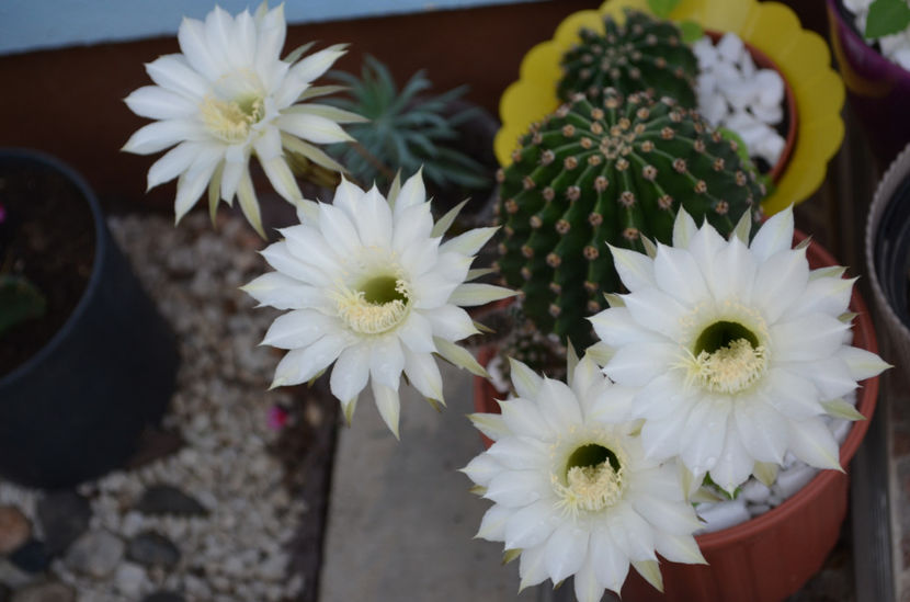  - suculente si cactusi